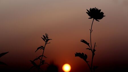 silhouette chrysanthemum flower plant natural background with in sunset backgroundの写真素材
