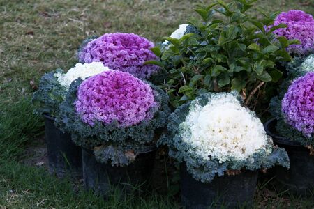 beautiful Ornamental colorful Kale bouquet or cabbage flowers decoration in a garden,selective focus with blur background-Imageの写真素材