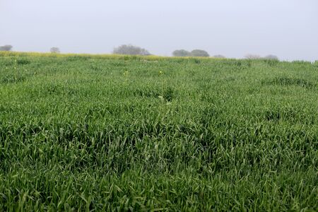 Beautiful green field, wheat, session crop, cornfield in asia country green environment backgroundの写真素材