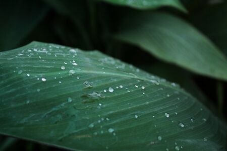 Canna lily, coccinea, Canna indica Big leaves plant blooming, green nature, growing in an organic home gardenの写真素材