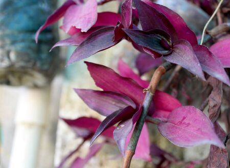 Wandering Jew, Tradescantia zebrina, Zebrina pendula, inchplant nature,growing in an organic home...
