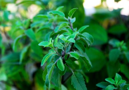Herb Fresh organic Sweet basil plant, Ocimum basilicum, green nature,growing in an organic home garden.の写真素材