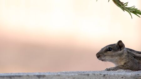 Squirrels are members of the family Sciuridae, ground squirrels, chipmunks, marmots, flying squirrels on wall, selective focus with blurの写真素材