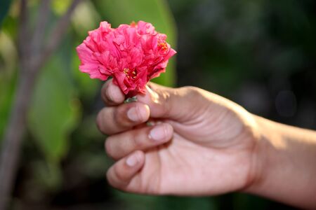 Holding Flowers in hand for someone special, selective focusの写真素材