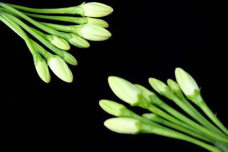 spring background, flower buds bunch, Flat lay, top view, copy text space.の写真素材