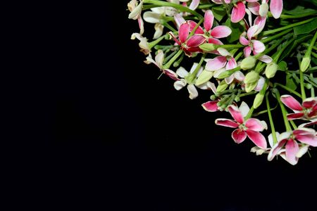 spring background, summer blooming rangoon creeper flower bunch, Flat lay, top view, copy text space.の写真素材