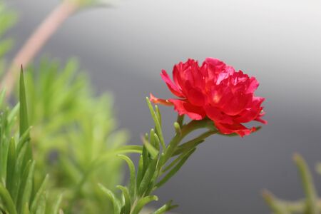 summer blooming flower background, pink portulaca, moss rose flower plant in full sun light, selective focus with blur background.の写真素材