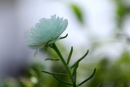 summer blooming flower background, white portulaca, moss rose flower plant in full sun light, selective focus with blur background.の写真素材