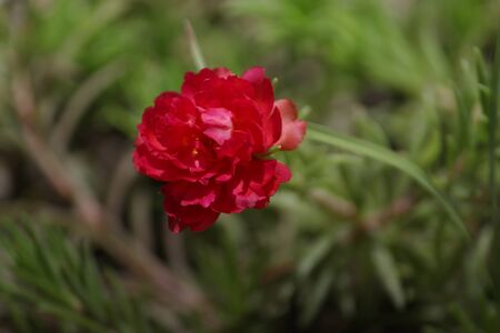 summer blooming flower background, pink portulaca, moss rose flower plant in full sun light, selective focus with blur background.の写真素材