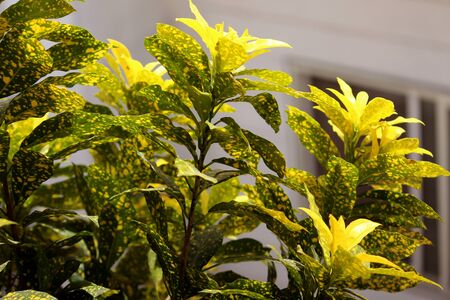 Codiaeum Variegatium Tree or Croton, Variegated Laurel indoor,outdoor decorative plant, selective...