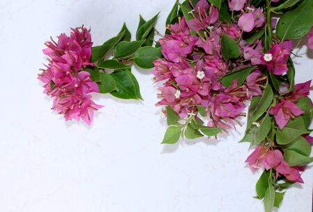 pink spring flower, summer spanish bougainvillea flowers background with blank text space over on white, selective focus with blur.の写真素材