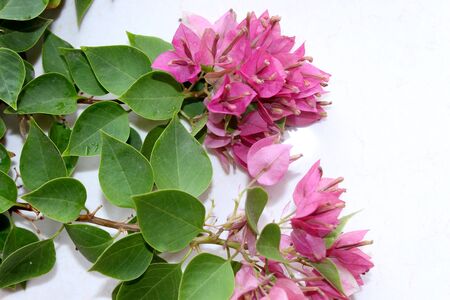 pink spring flower, summer spanish bougainvillea flowers background with blank text space over on white, selective focus with blur.の写真素材