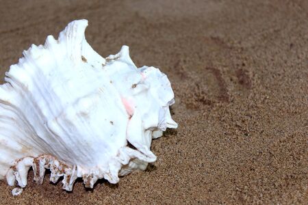 sea conch shells with sand as background, selective focus with blur.