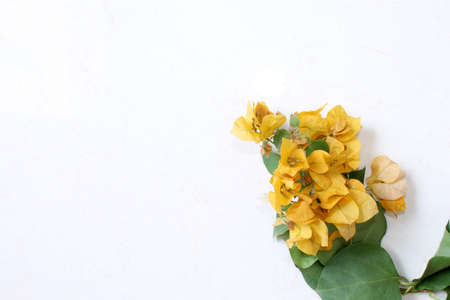 hand holding bougainvillea flower bunches, yellow spring flower greeting card background on white background, selective focus with blur.の写真素材