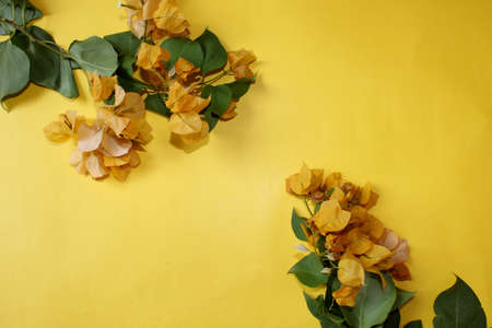 yellow spring flower greeting, summer spanish bougainvillea flowers card background with blank text space over on white, selective focus with blur.の写真素材