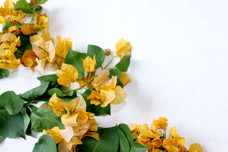 yellow spring flower greeting, summer spanish bougainvillea flowers card background with blank text space over on white, selective focus with blur.の写真素材