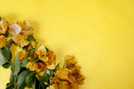 yellow spring flower greeting, summer spanish bougainvillea flowers card background with blank text space over on white, selective focus with blur.の写真素材
