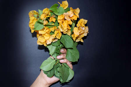 hand holding bougainvillea flower bunches, yellow spring flower greeting card background on black background, selective focus with blur.の写真素材