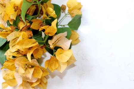 yellow spring flower greeting, summer spanish bougainvillea flowers card background with blank text space over on white, selective focus with blur.の写真素材
