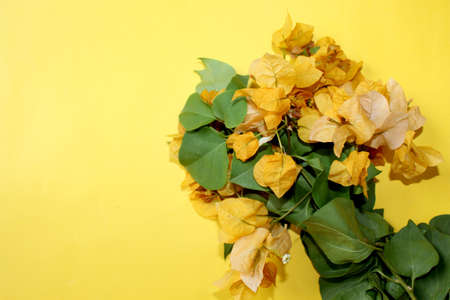 yellow spring flower greeting, summer spanish bougainvillea flowers card background with blank text space over on white, selective focus with blur.の写真素材