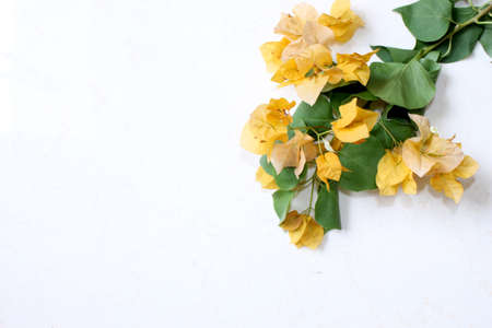 yellow spring flower greeting, summer spanish bougainvillea flowers card background with blank text space over on white, selective focus with blur.の写真素材