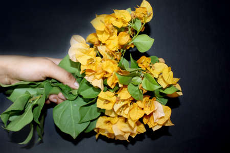 hand holding bougainvillea flower bunches, yellow spring flower greeting card background on black background, selective focus with blur.の写真素材