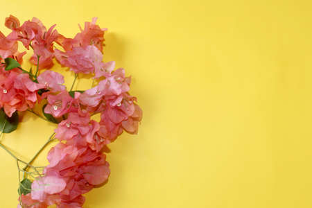 flowers frame, colorful pink bougainvillea spring flower background, greeting card with blank text space over on yellow, selective focus with blur.の写真素材