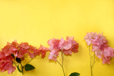 flowers frame, colorful pink bougainvillea spring flower background, greeting card with blank text space over on yellow, selective focus with blur.の写真素材