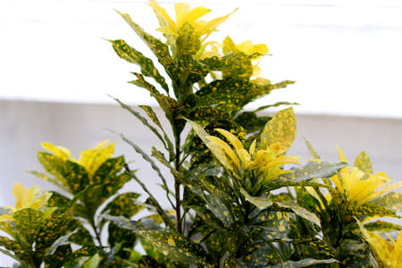 gold dust croton plant background