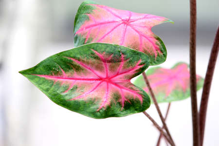 Caladium bi color with pink leaf and green veins (Florida Sweetheart), Colorful ornamental leaves of Angel Wings or Heart of Jesus and elephant ear, beautiful plant background, selective focus with blur.の写真素材