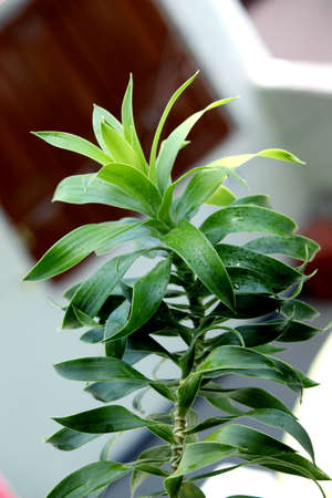 Dracena reflexa is a type of ornamental plant, beautiful decorative green plant blooming.の写真素材