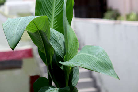 Strelitzia reginae, Heliconia, Bird of paradise foliage big leaves plantの写真素材