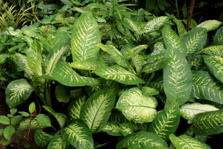 beautiful decorative plant collection, indoor and outdoor plants natural nursery background in raining season.の写真素材