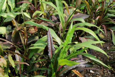beautiful decorative plant collection, indoor and outdoor plants natural nursery background in raining season.の写真素材