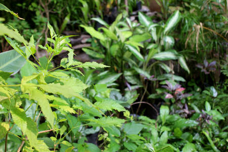 beautiful decorative plant collection, indoor and outdoor plants natural nursery background in raining season.の写真素材