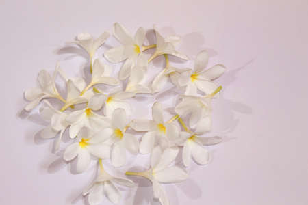 Pulmeria alba is a species of genus Pulmeria, white flower spring backgroundの写真素材