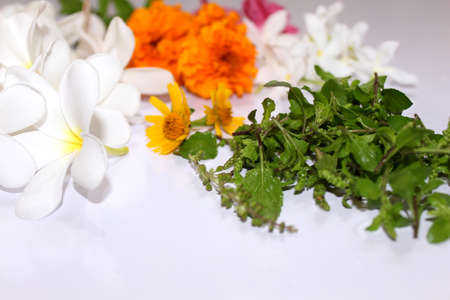 fresh medicinal herbs and culinary herbs, leaves, berries, plant, flowers - collection on white...