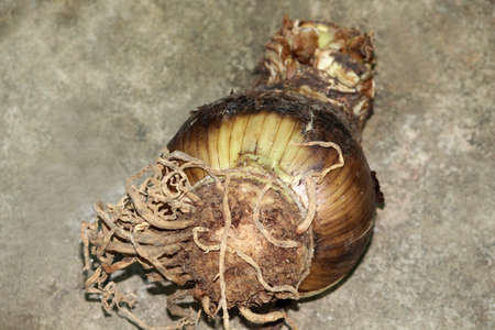 Closeup view on uprooted lily plant root bulbs, Big Seed of Flower Plantの写真素材