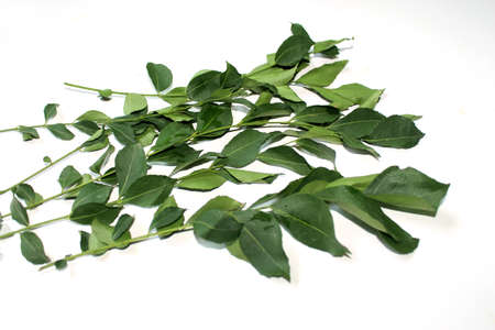 fresh curry leaves, green vegetable isolated on white backgroundの写真素材