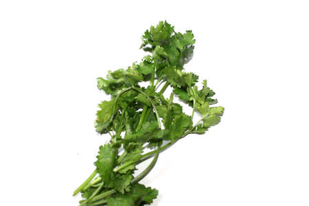 Bunch of fresh coriander leaves, green vegetables over white backgroundの写真素材