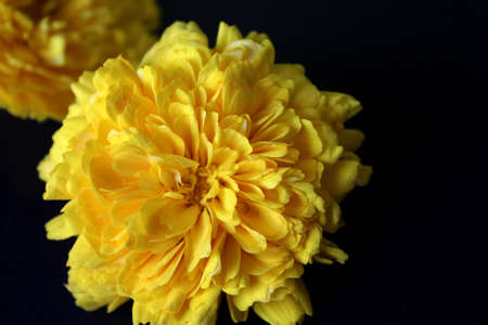 Yellow Zinnia Flower (Scientific name : Zinnia violacea Cav.) Summer spring Flowers on black,...