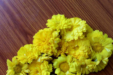 Yellow Zinnia Flower (Scientific name : Zinnia violacea Cav.) Summer spring Flowers on wood, Abstract Flower Background, Selective Focus with blur.の写真素材