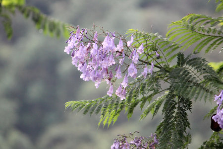 fragrant flower of spring with purple flowers on tree, beautiful purple flower with bokeh background, selective focus with blurの写真素材
