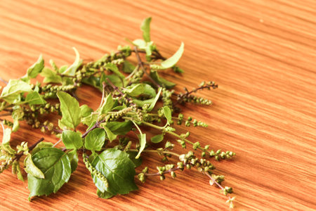 Thai holy basil with their flower and leaves put on brown wooden background