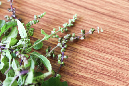 Thai holy basil with their flower and leaves put on brown wooden backgroundの写真素材
