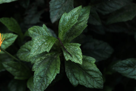 Decorative plant, several types of plants that have unique textured leaves, selective focus with...