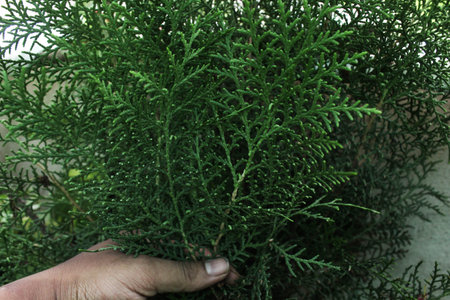 fresh green christmas leaves, branches of thuja trees on green background. Thuya twig occidentalis,...