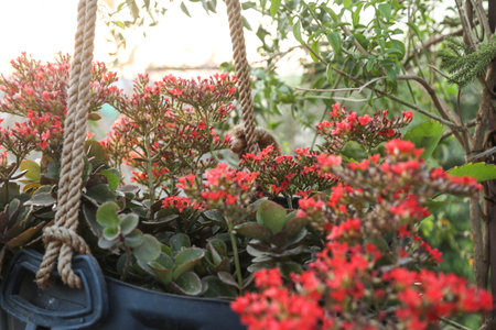 Succulent decoration tree with red flowers (Scientific name: Kalanchoe blossfeldiana Poellnitz). Kalanchoe blossfeldiana flowers are blooming in the gardenの写真素材