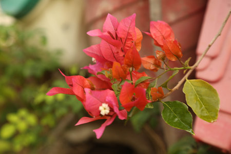Beautiful bougainvillea flowers with green leaves. Close up view of bougainvillea red pink flower. Blooming red Bougainvillea flower. Selective Focusの写真素材