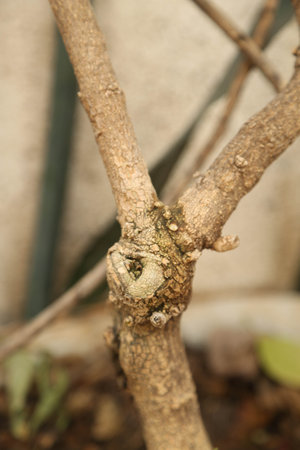 trunk of tree, roots of tree and trunk in summer season, selective focus with blur.の写真素材